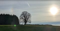 Bild eines einzelnen Baumes (Friedensline) im Gegenlicht fotografiert